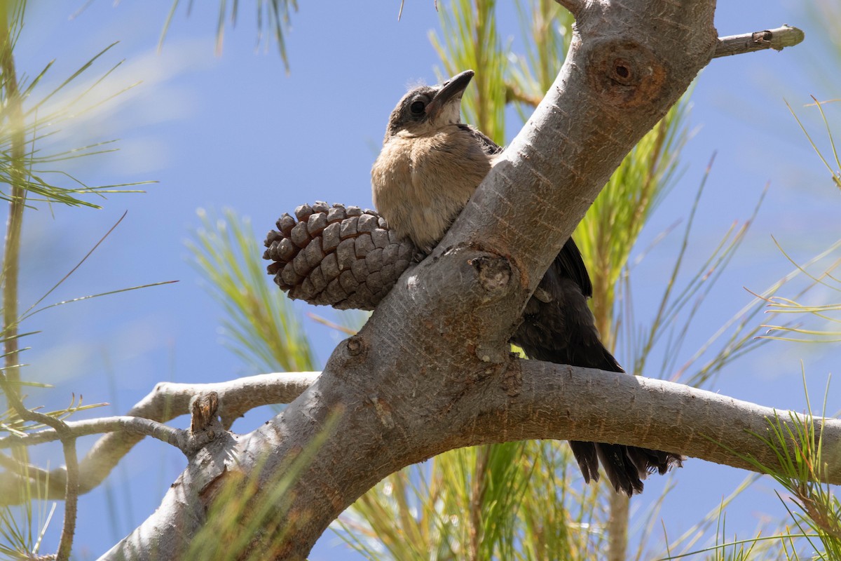 Great-tailed Grackle - ML245716641