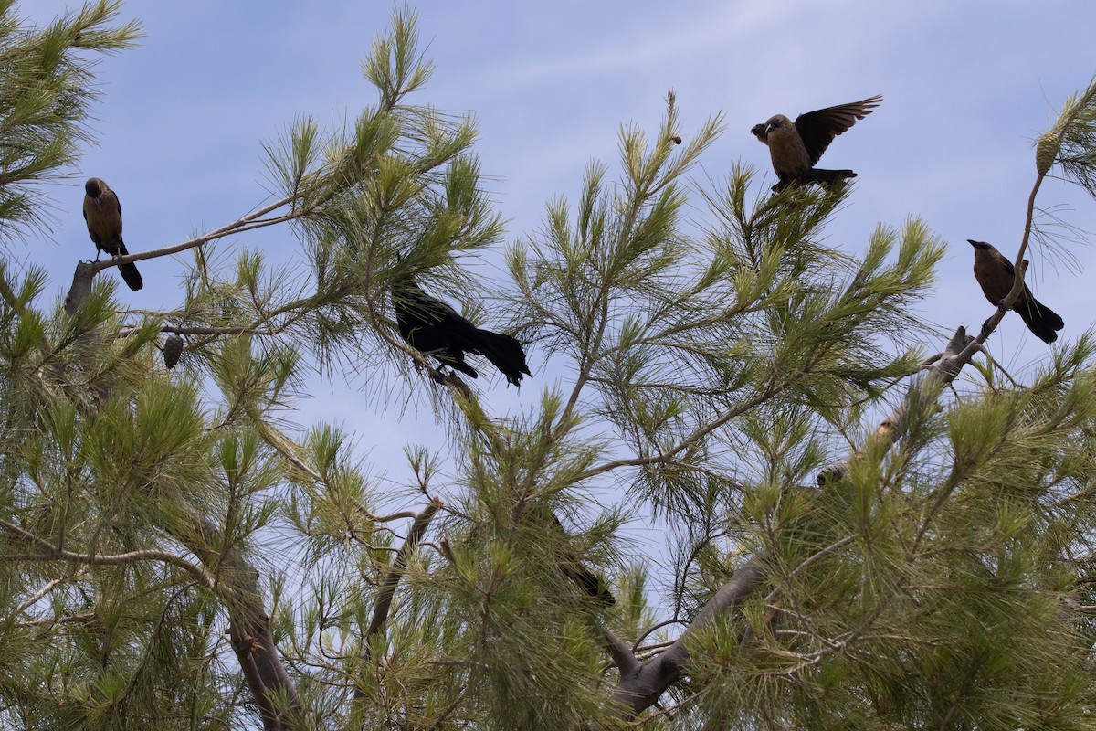 Great-tailed Grackle - ML245716661