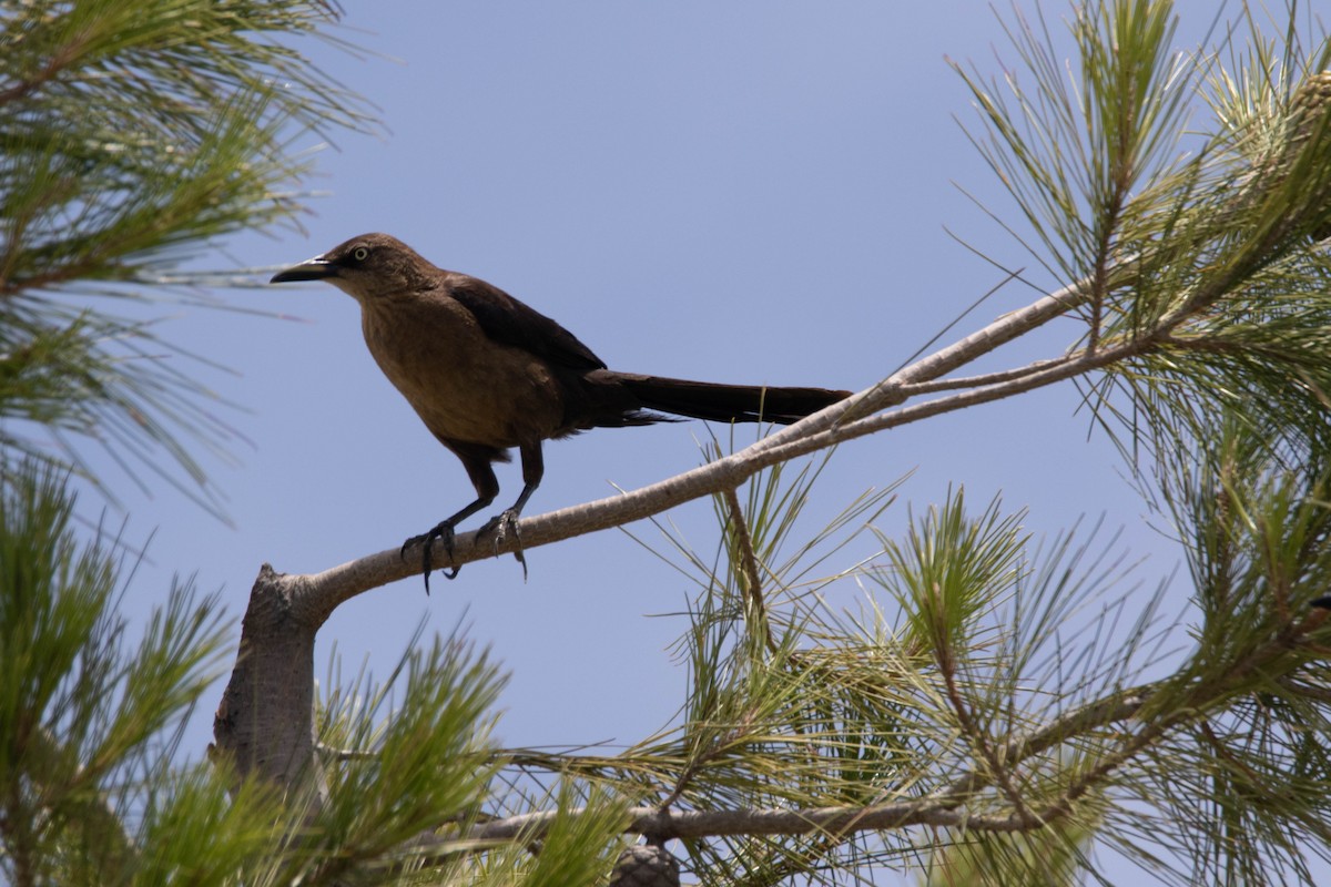 Great-tailed Grackle - ML245716671