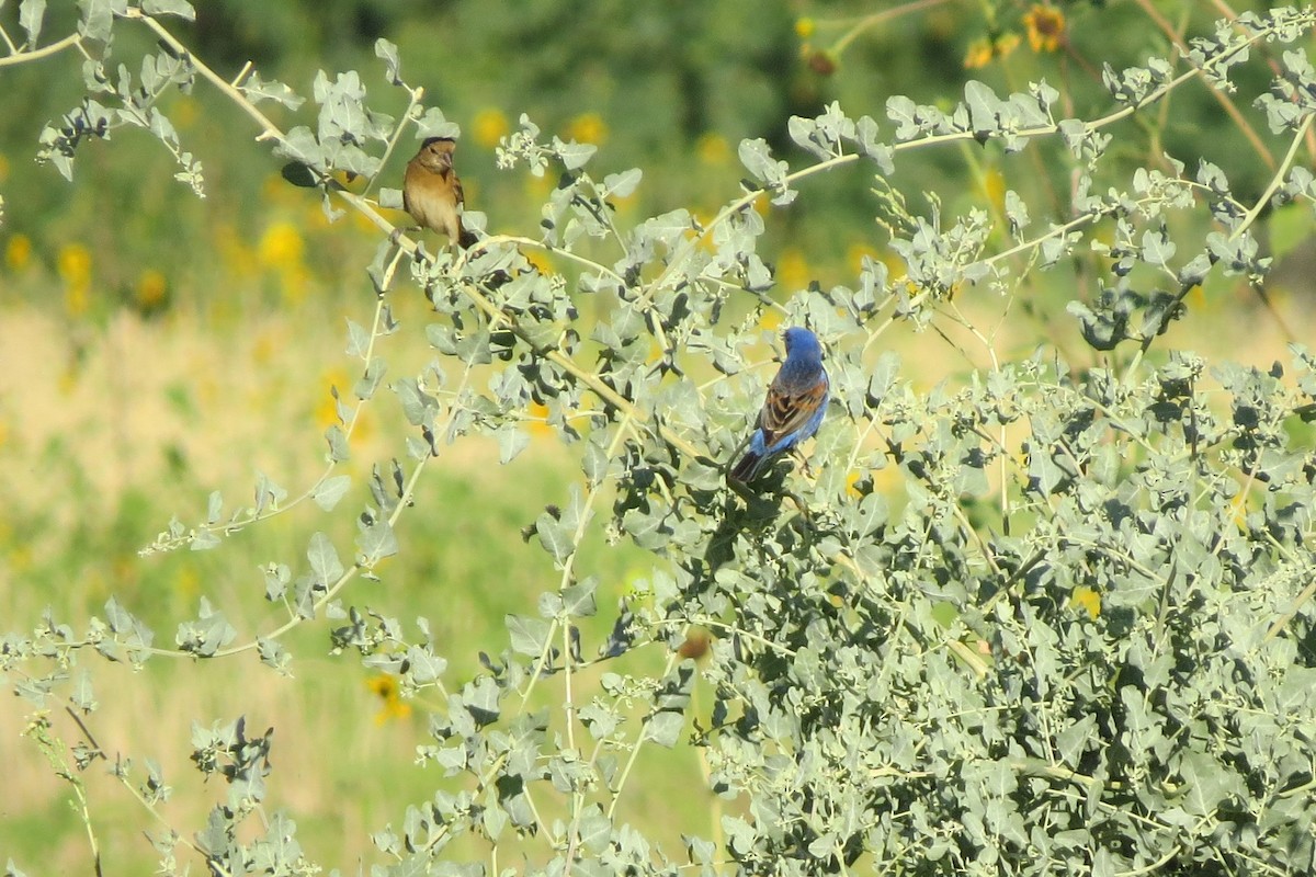 Blue Grosbeak - Emilie Strauss