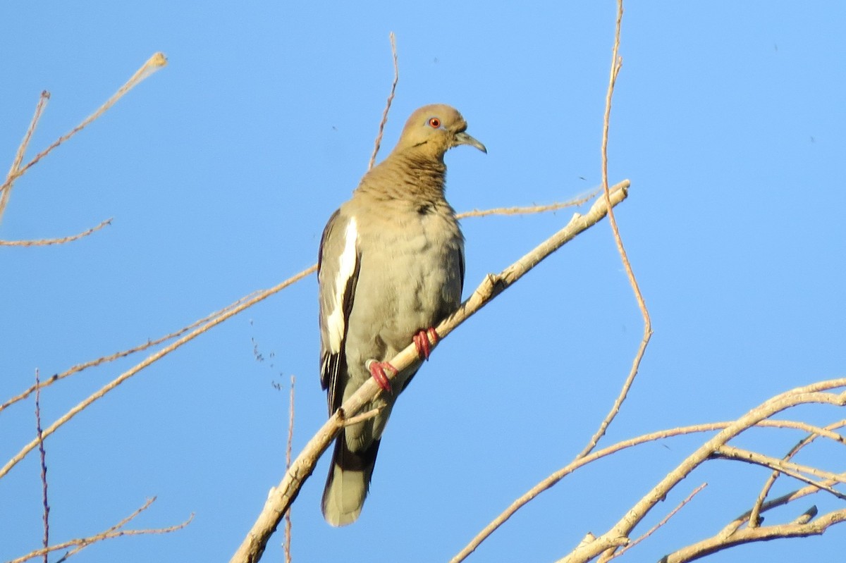 White-winged Dove - ML245717161