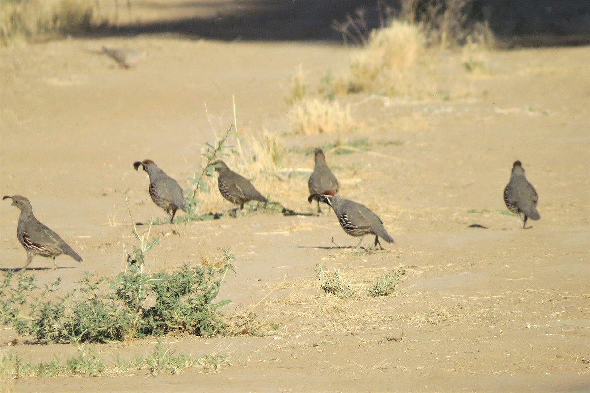 Gambel's Quail - Emilie Strauss