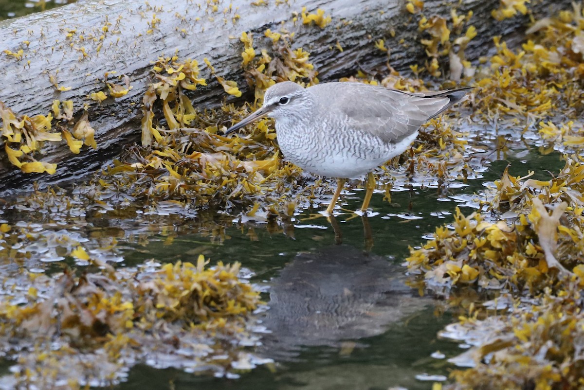 Gray-tailed Tattler - ML245718661