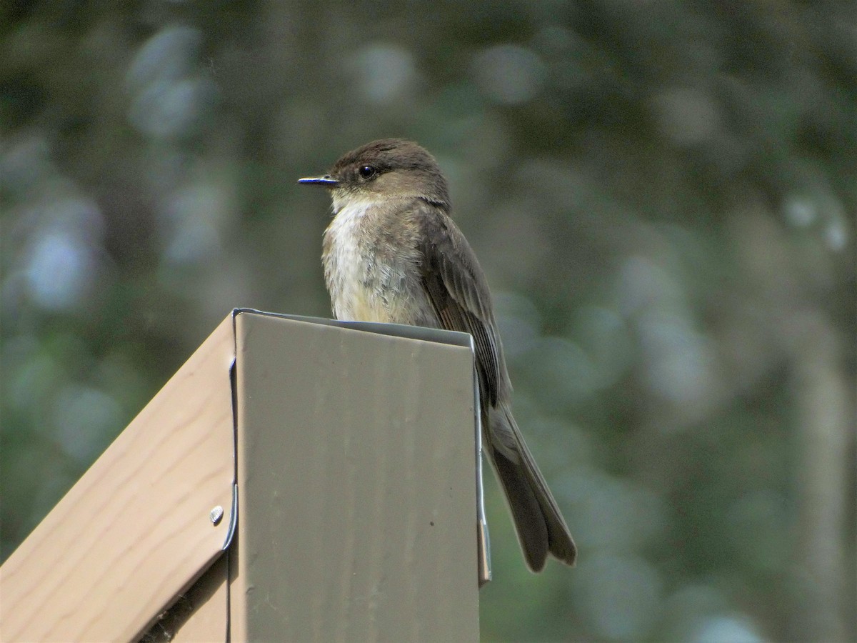 Eastern Phoebe - ML245718711