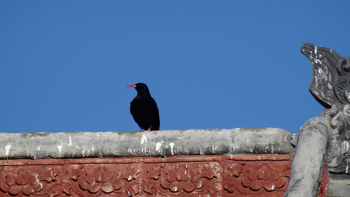 eBird Checklist - 18 Sep 2018 - Shankh Monastery, Mongolia - 1 species