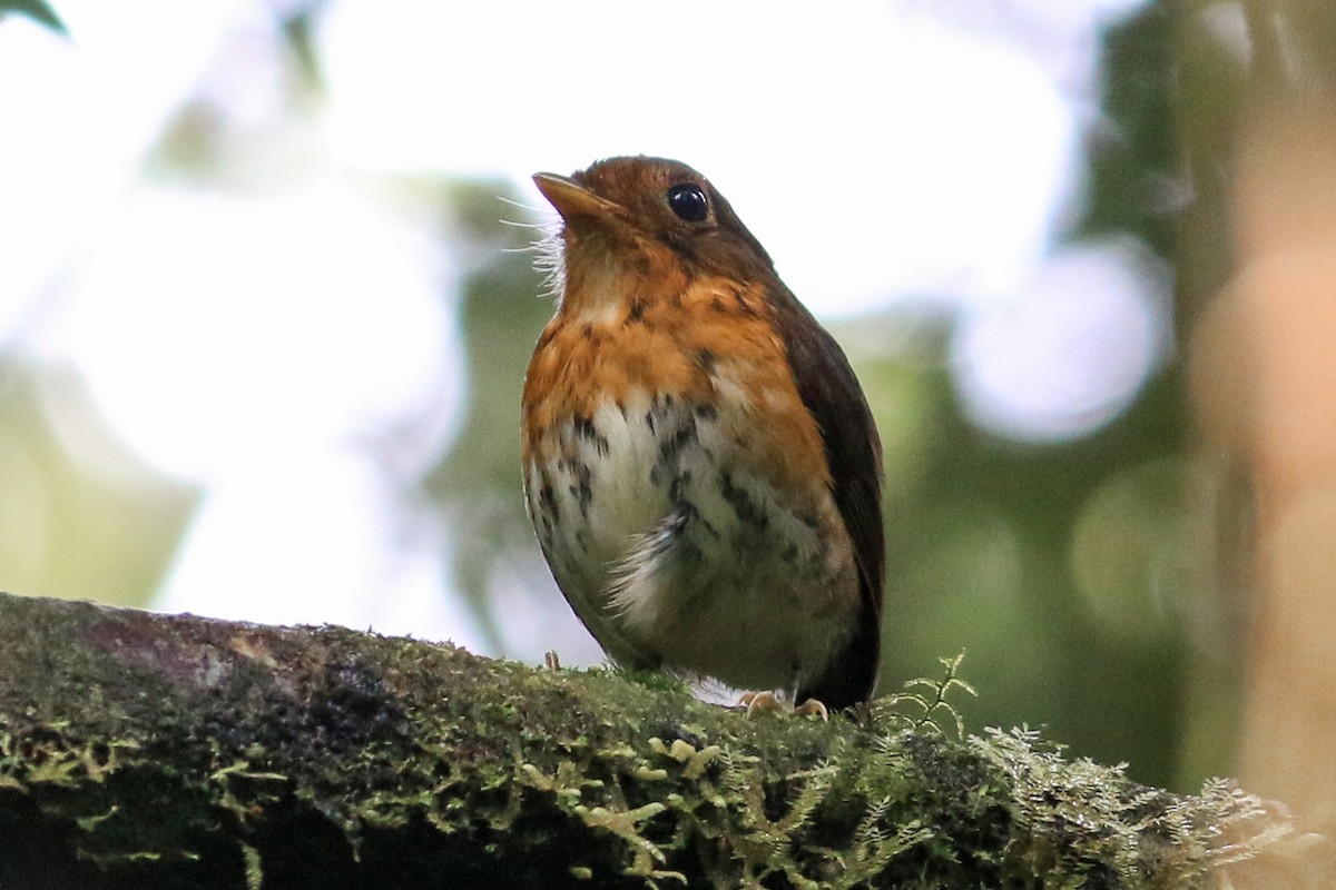 Ochre-breasted Antpitta - ML245719231