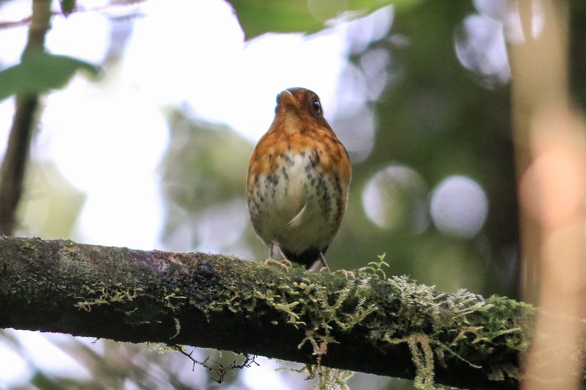 Ochre-breasted Antpitta - ML245719261