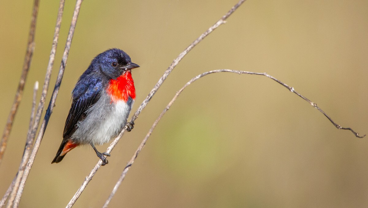 Mistletoebird - Thomas McPherson