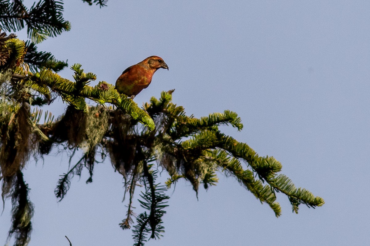 Red Crossbill - ML245723401
