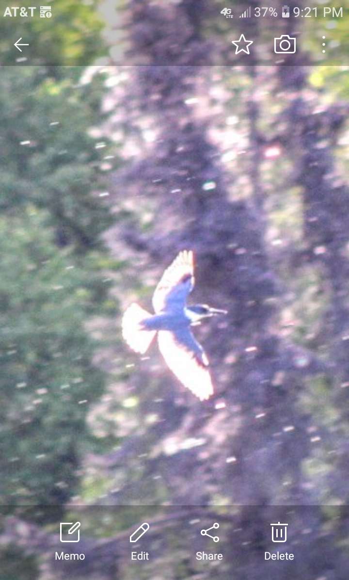 Belted Kingfisher - ML245723851