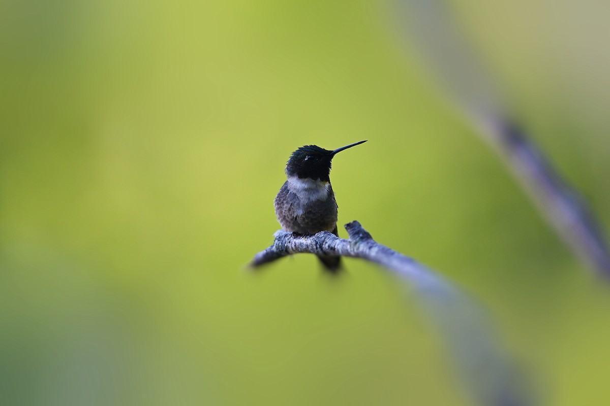 Colibri à gorge rubis - ML245724271