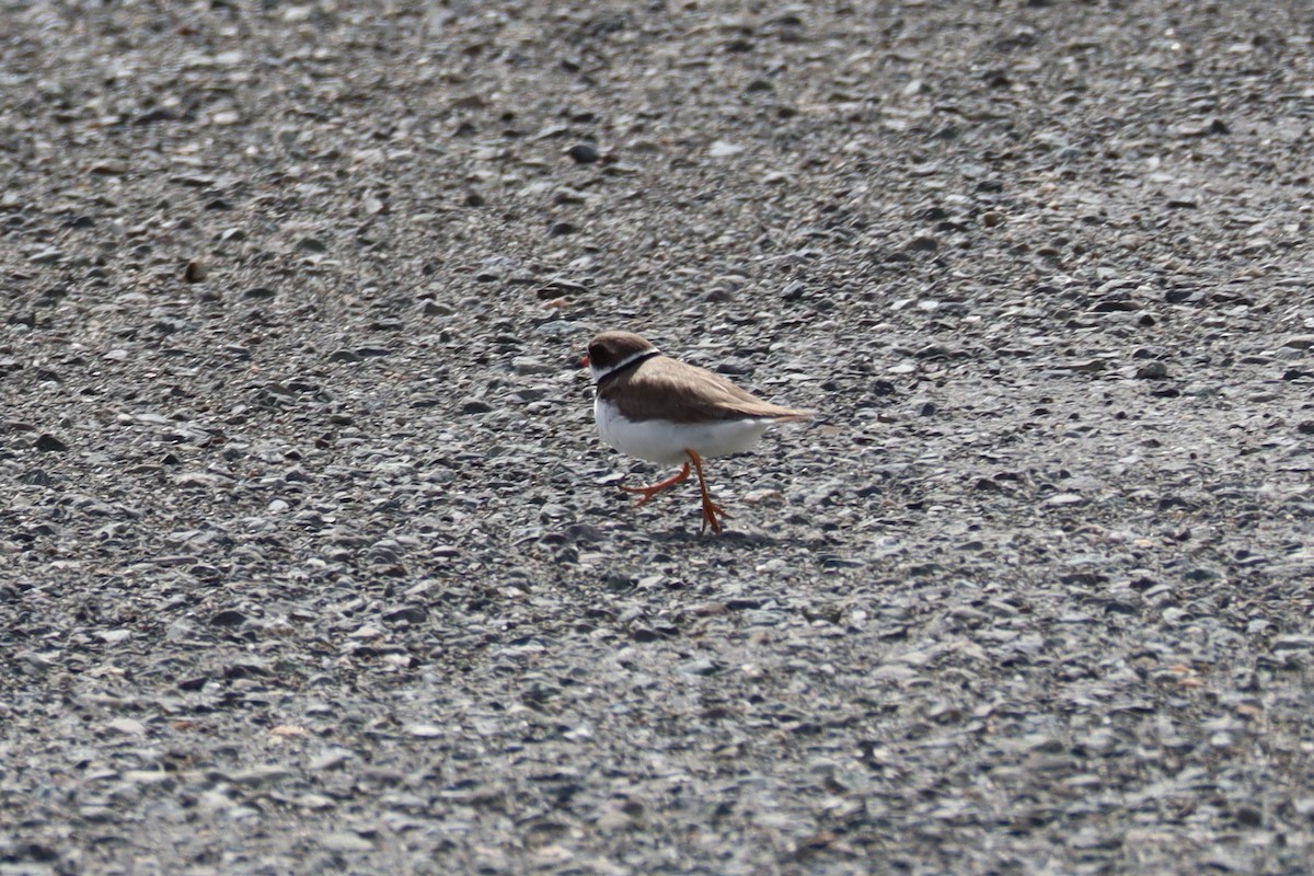 Semipalmated Plover - ML245725451