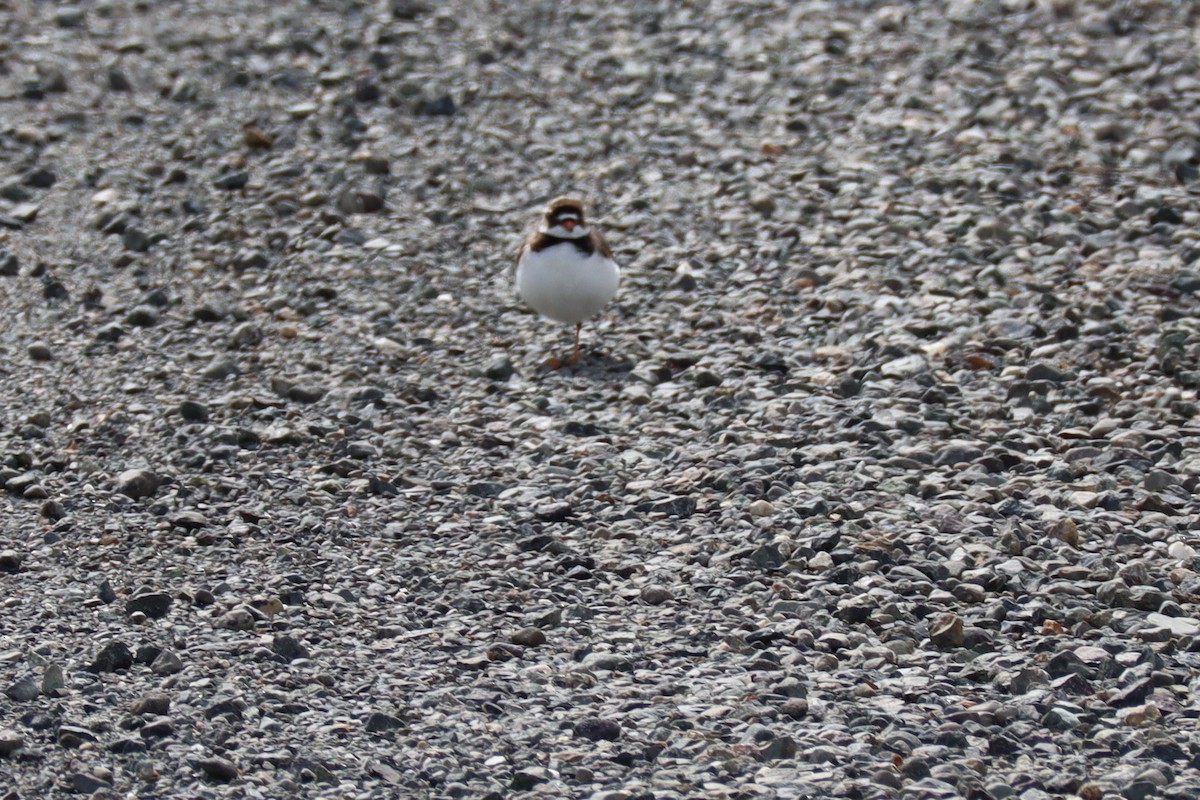 Semipalmated Plover - ML245725461