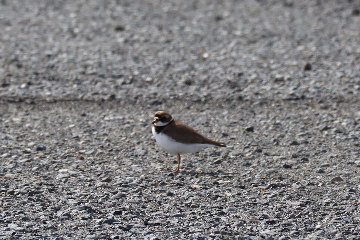 Semipalmated Plover - ML245726201
