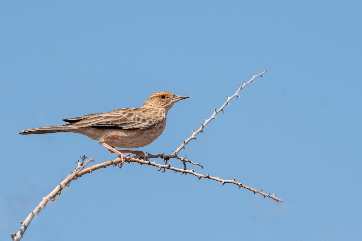 Pink-breasted Lark - Raphaël Nussbaumer