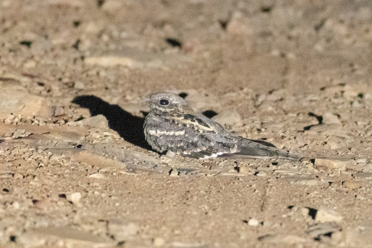 Slender-tailed Nightjar - Raphaël Nussbaumer