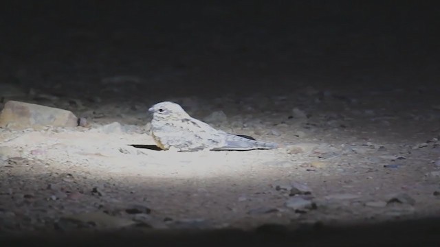 Slender-tailed Nightjar - ML245727471