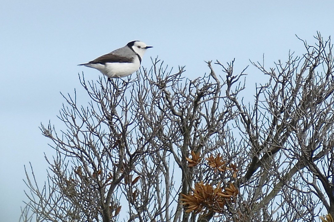 White-fronted Chat - John Beckworth