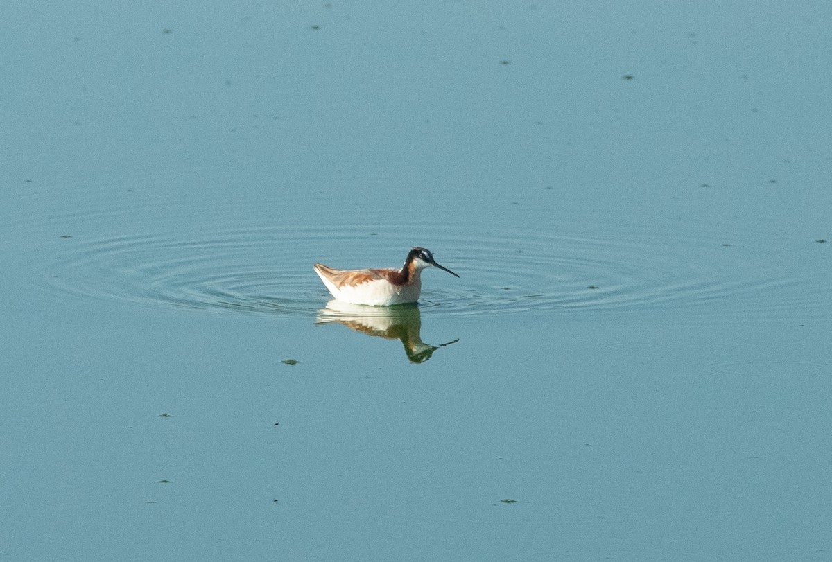 Wilson's Phalarope - ML245729681