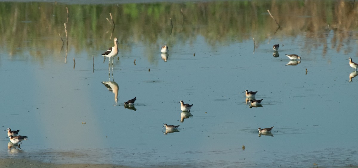 Falaropo Tricolor - ML245729721