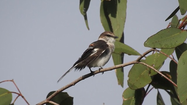 Minivet Ventriblanco - ML245730491