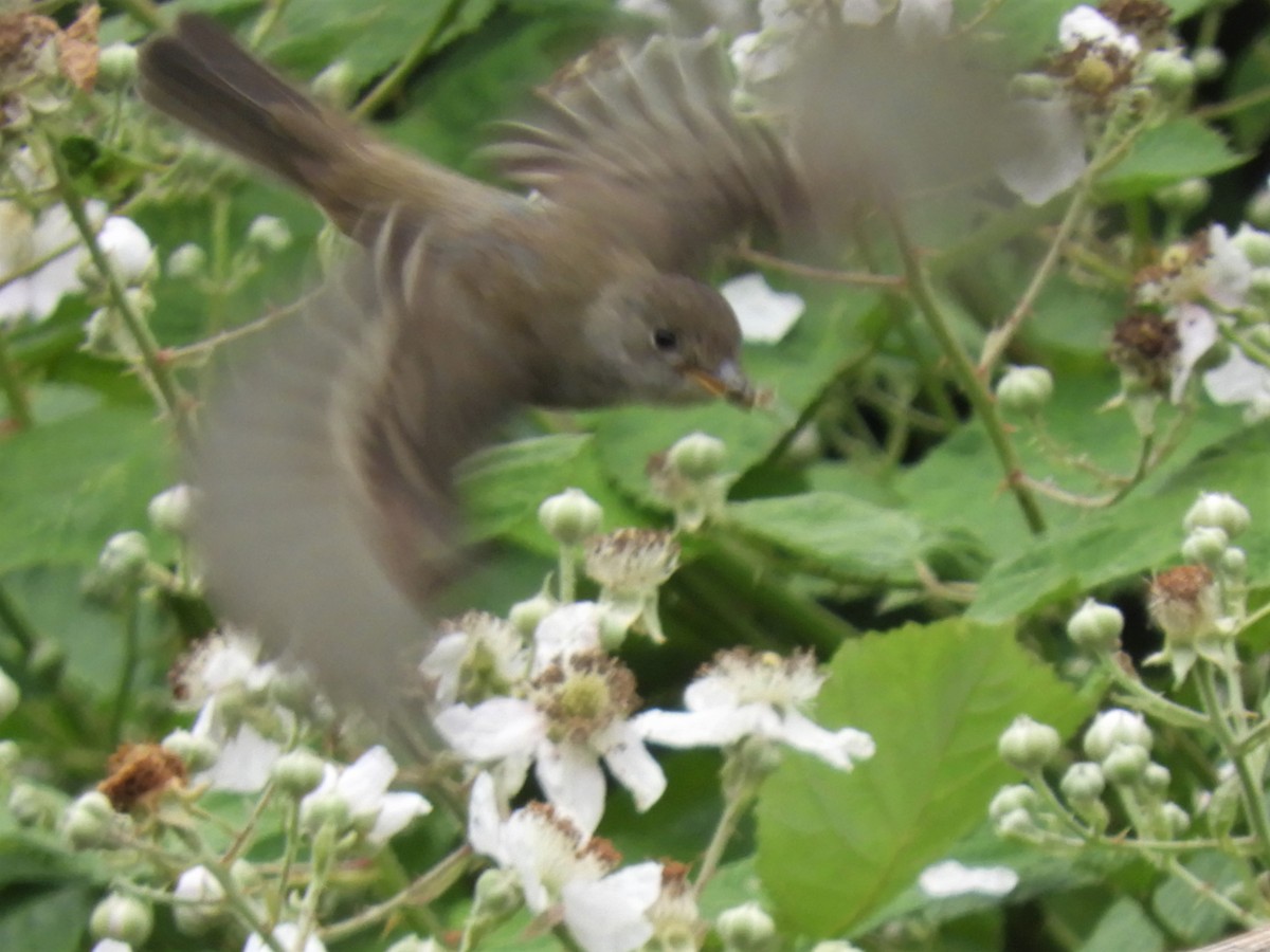 Willow Flycatcher - ML245730581