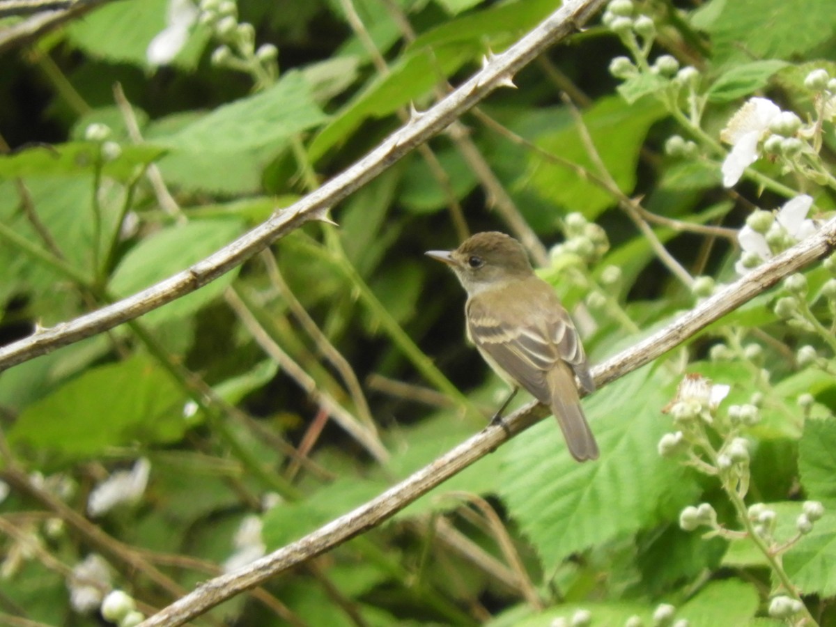 Willow Flycatcher - ML245730591