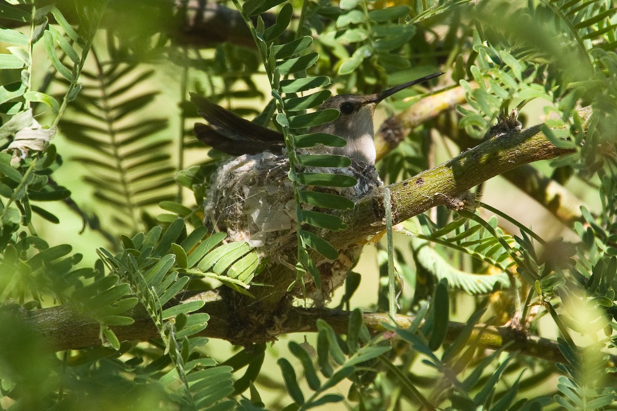 Black-chinned Hummingbird - ML245730901