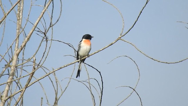 Ak Karınlı Minivet - ML245731511