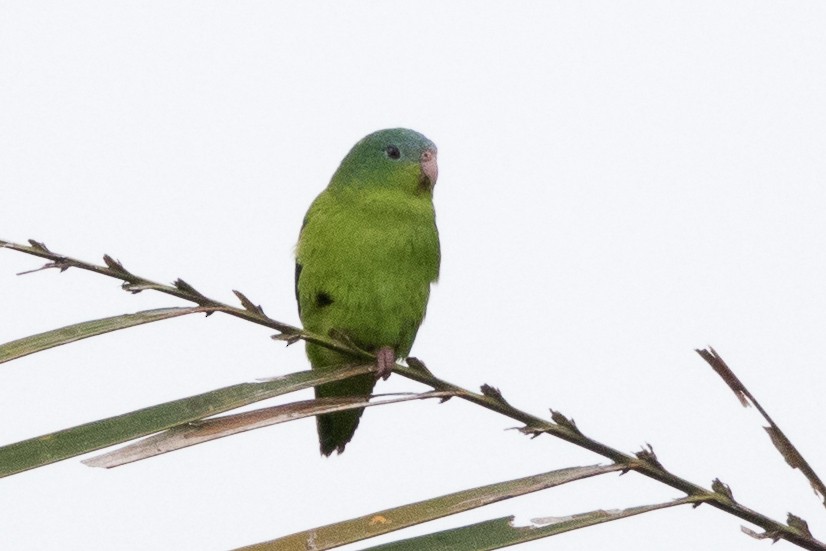 Amazonian Parrotlet - ML245731871