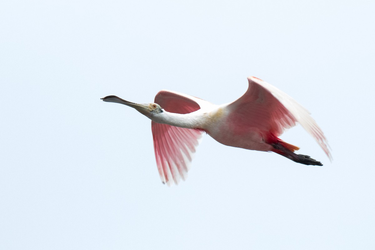 Roseate Spoonbill - Garrett Lau