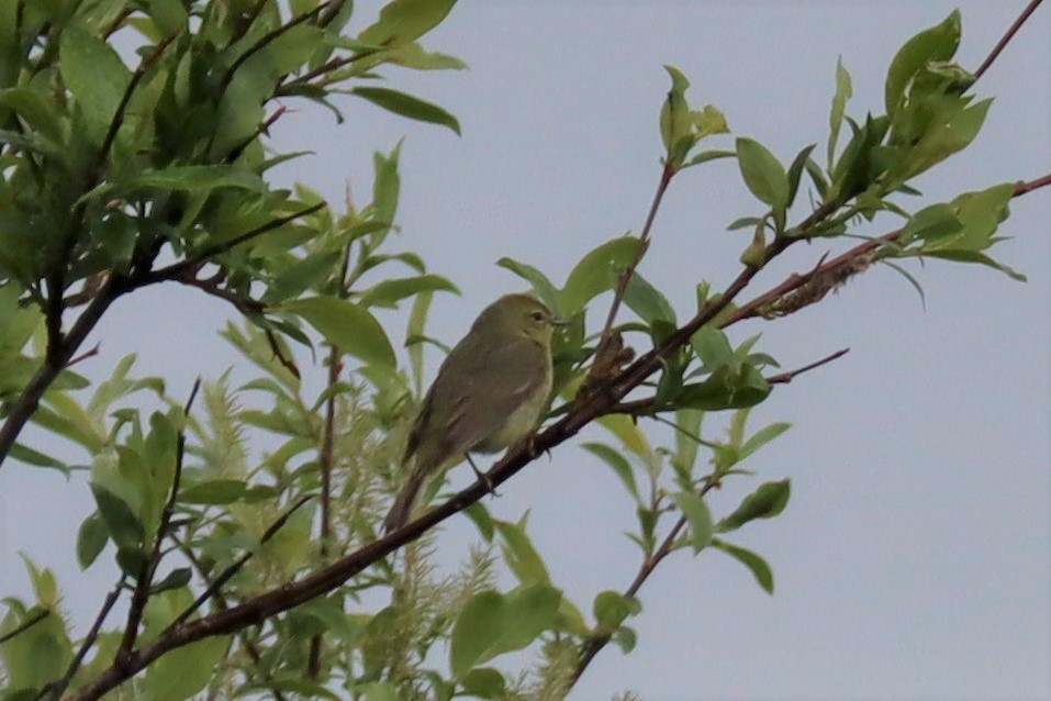 Orange-crowned Warbler - ML245732441