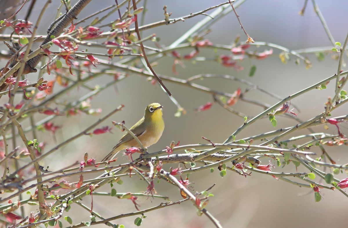 Orange River White-eye - Thomas Galewski