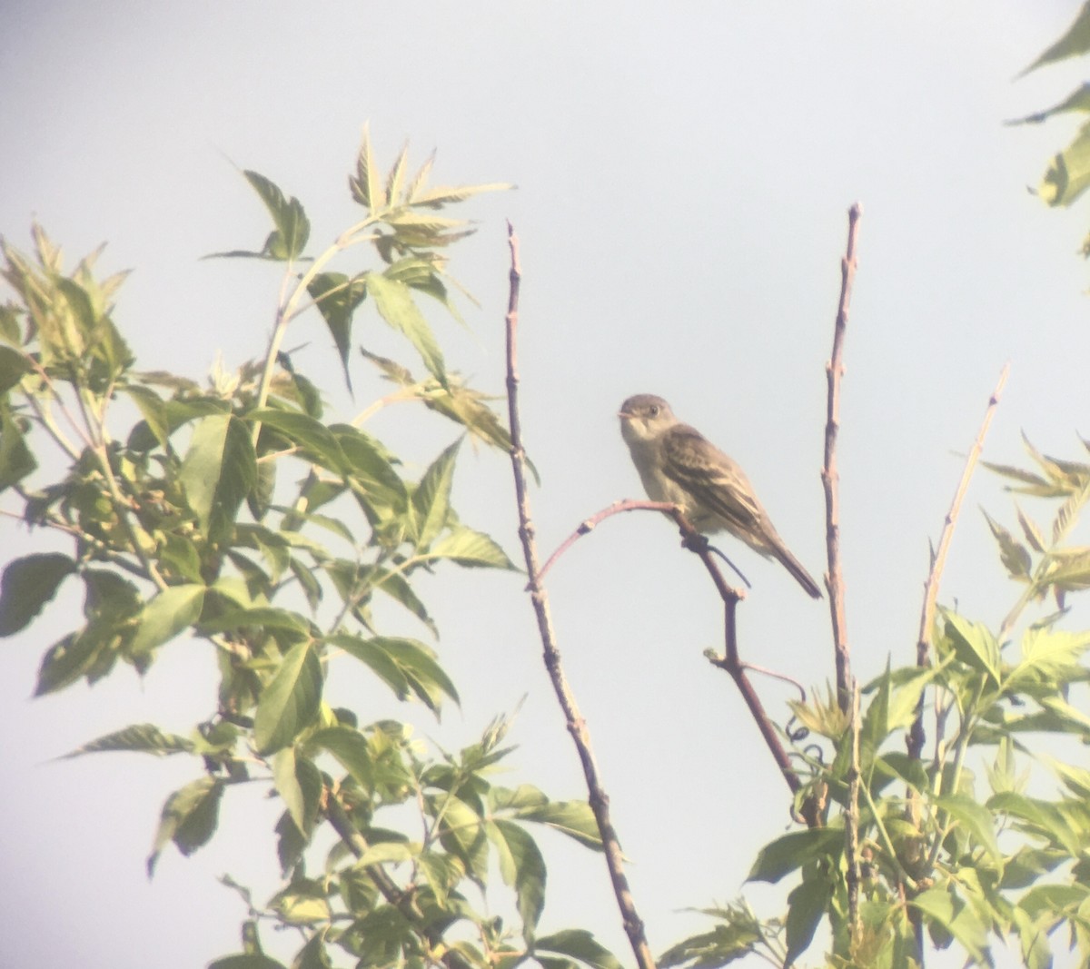 Willow Flycatcher - ML245733911