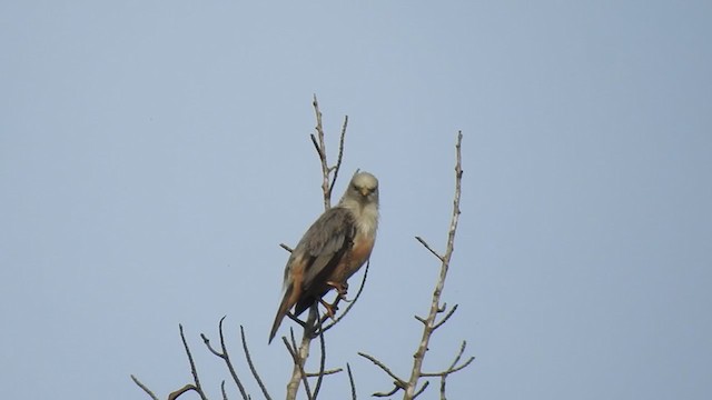 Malabar Starling - ML245734521