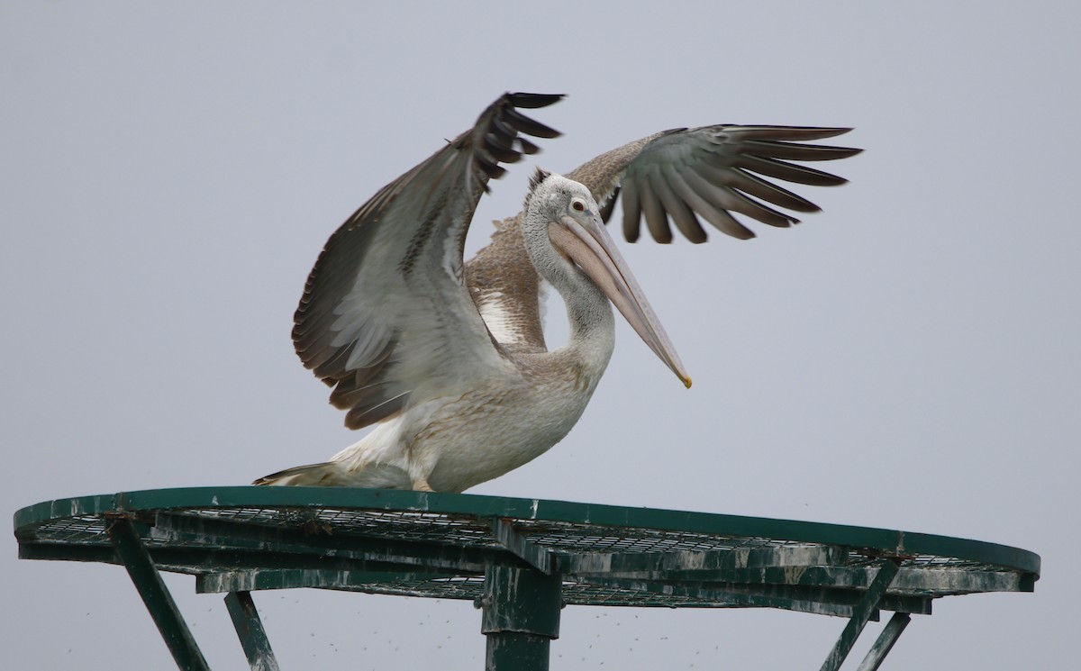 Spot-billed Pelican - ML245735051