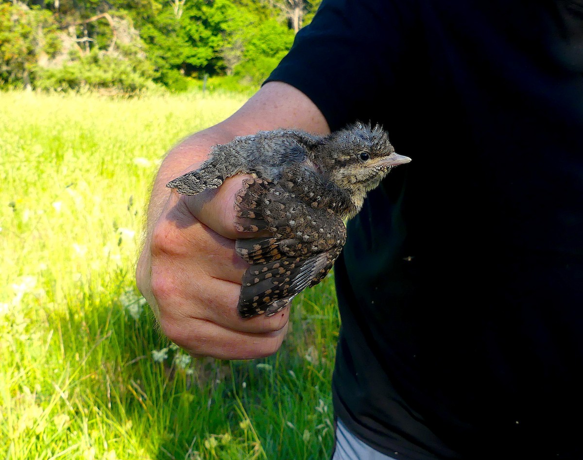 Eurasian Wryneck - ML245735261