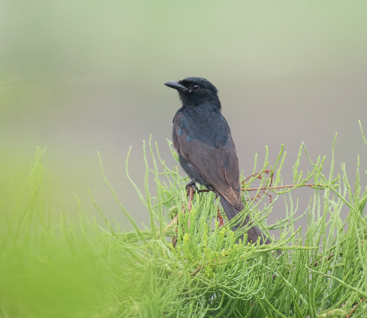 Black Drongo - Kai Pflug