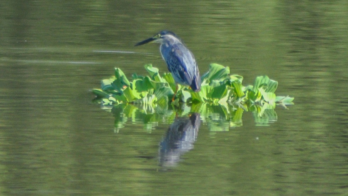 Striated Heron - Raphaël Nussbaumer