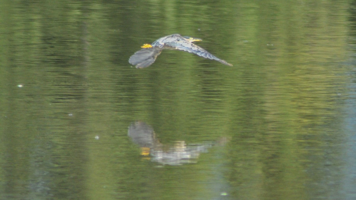 Striated Heron - Raphaël Nussbaumer