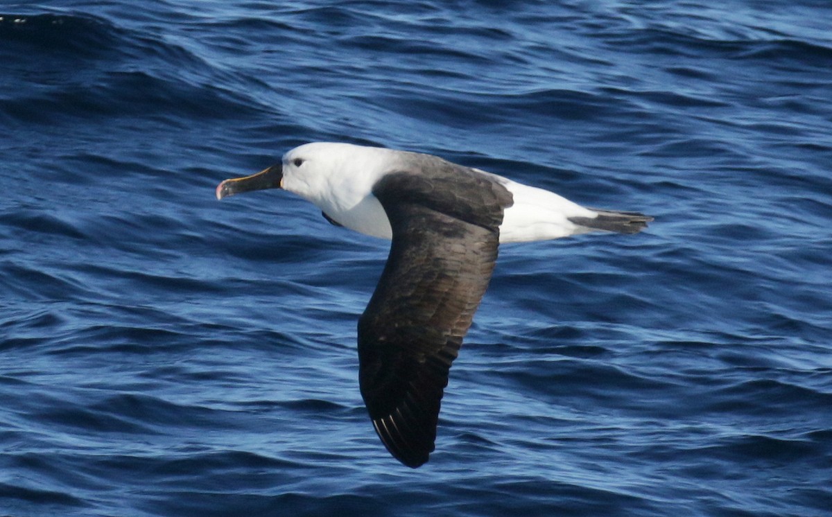 Indian Yellow-nosed Albatross - ML245736931