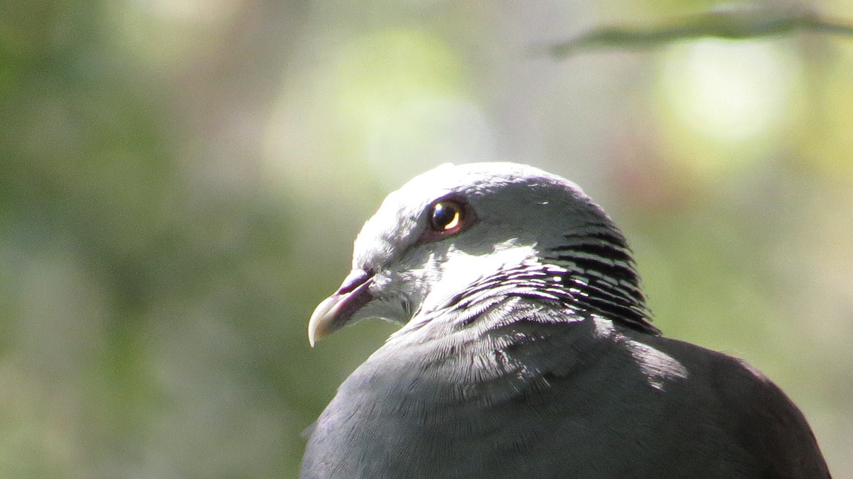 Nilgiri Wood-Pigeon - ML245737091