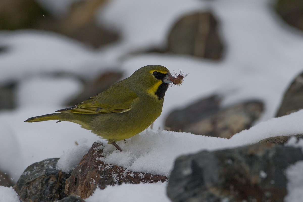 Yellow-bridled Finch - Adrian Boyle