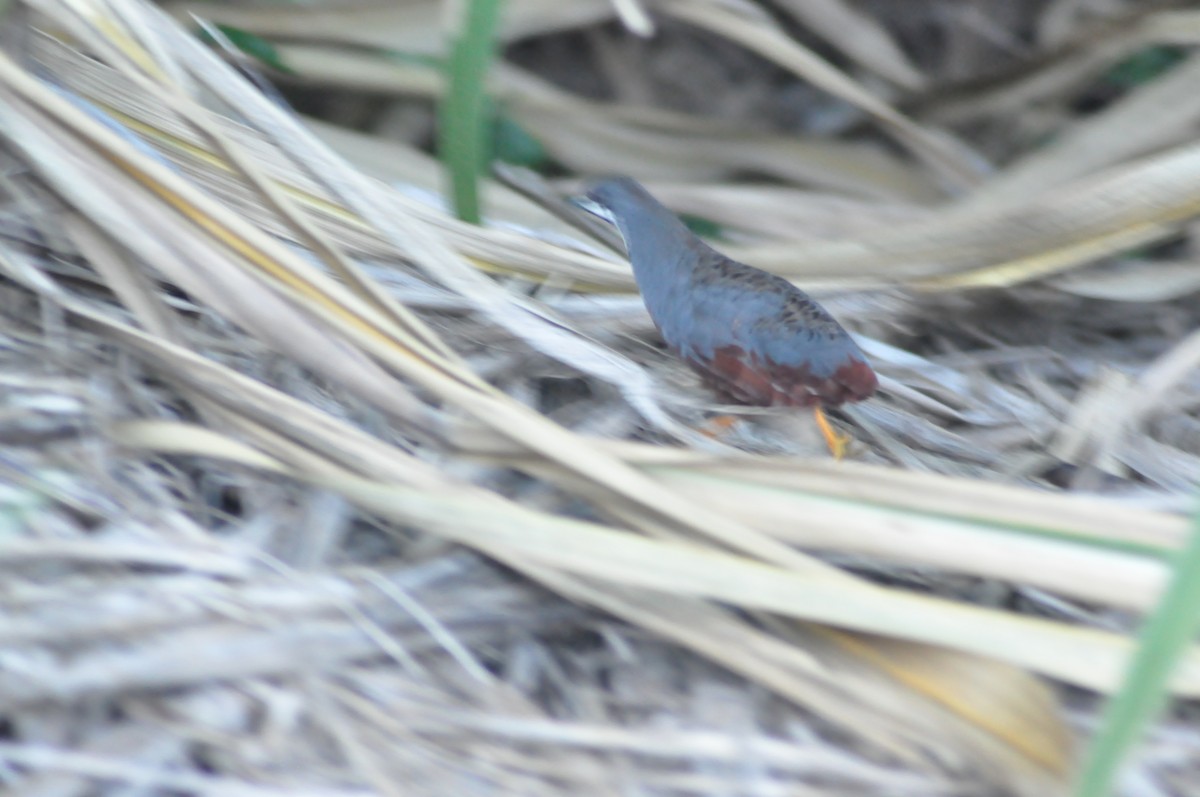 Blue-breasted Quail - ML24573741