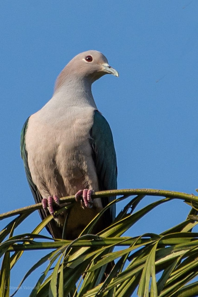 Green Imperial-Pigeon - ML245737651