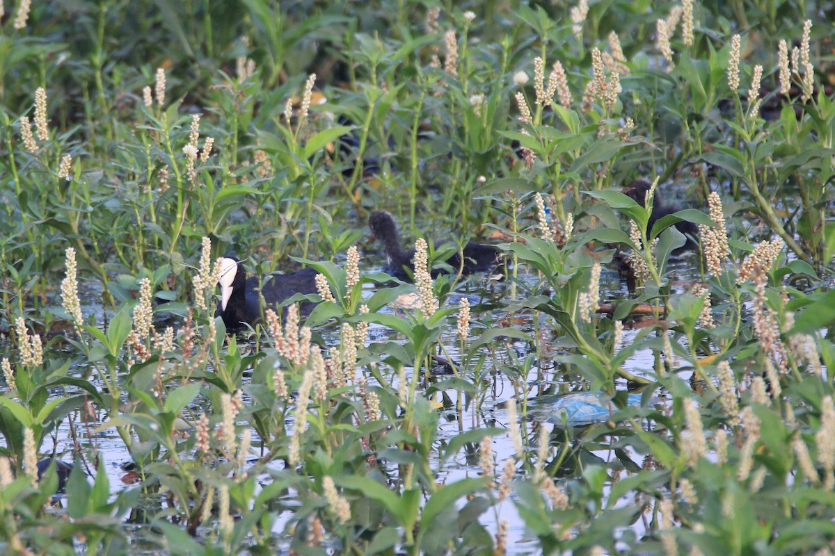 Eurasian Coot - ML24573841