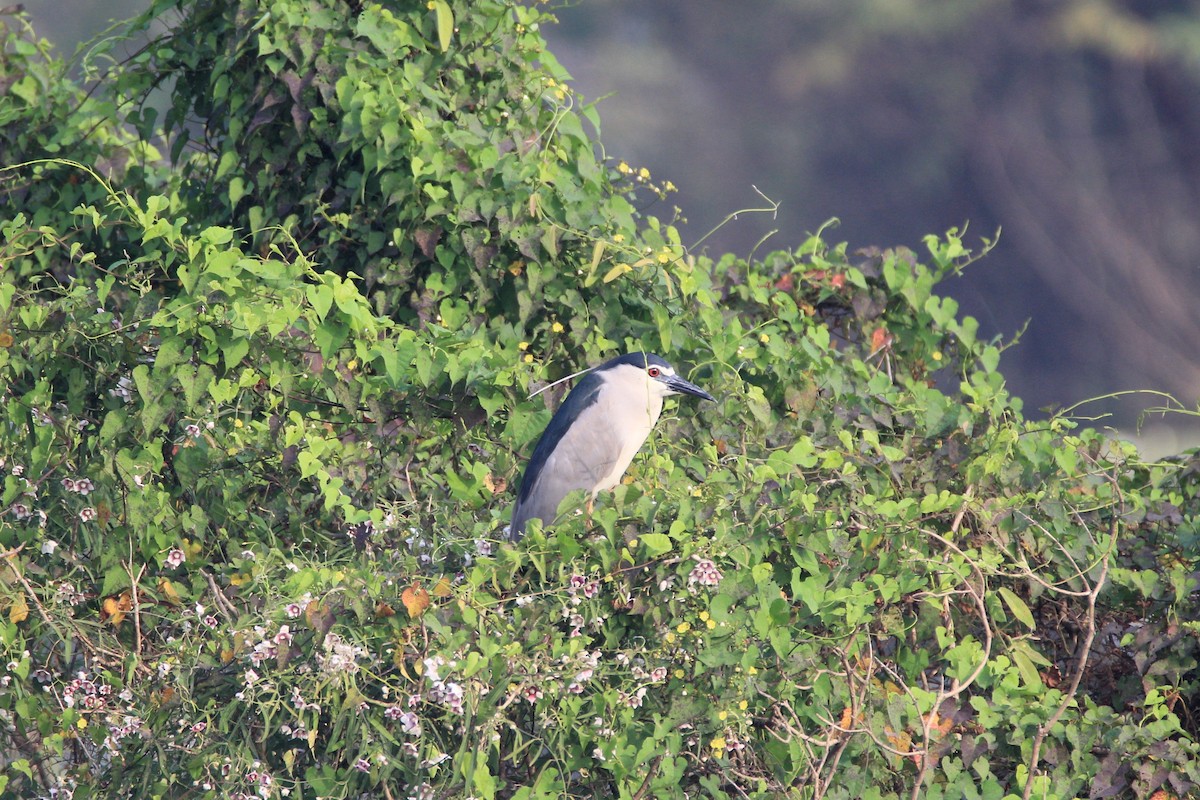 Black-crowned Night Heron - ML24573931