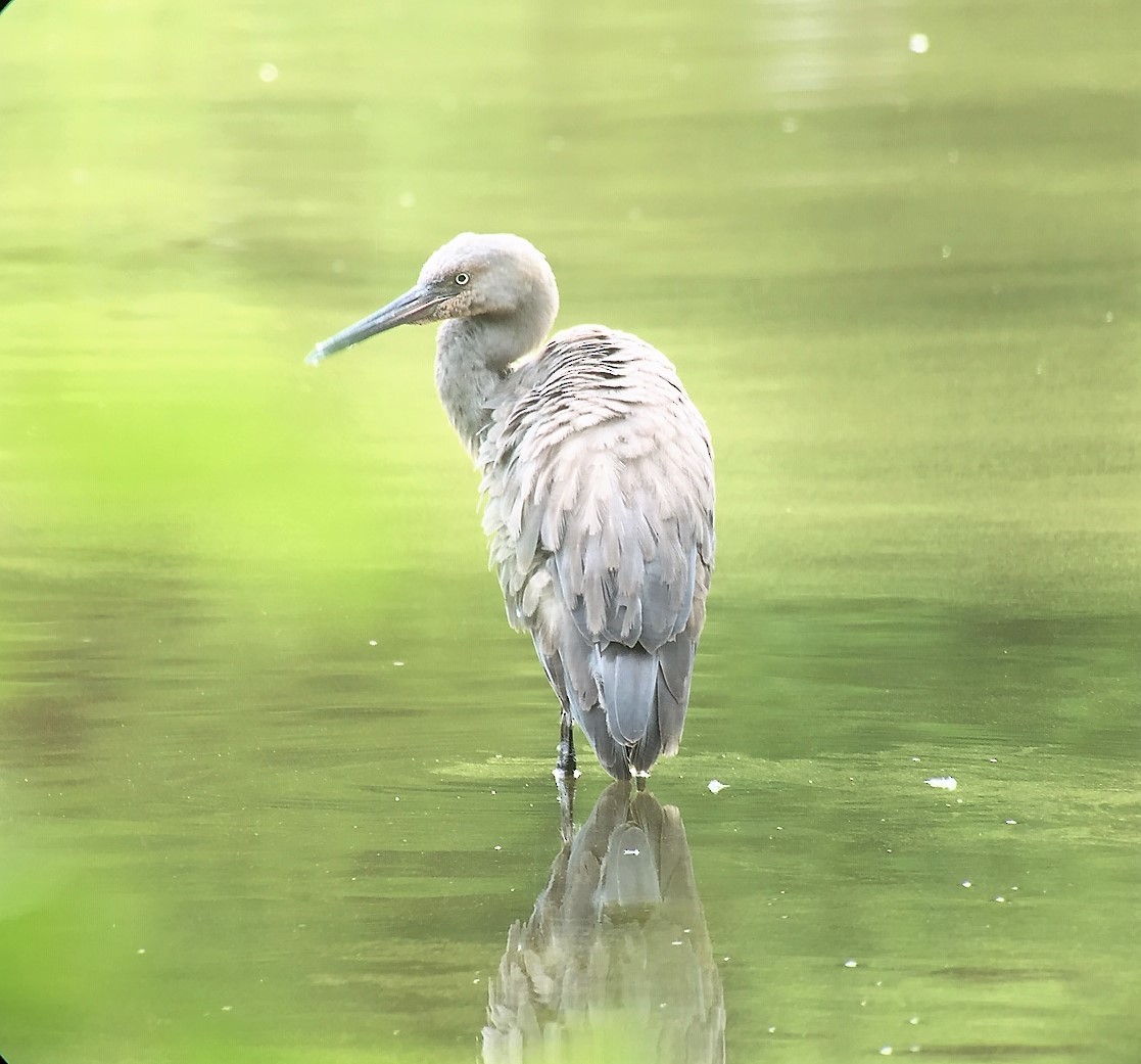 Reddish Egret - ML245741081