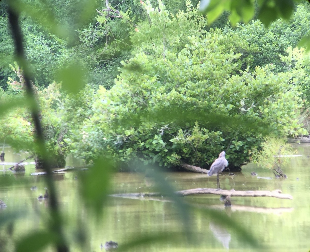 Reddish Egret - ML245741091