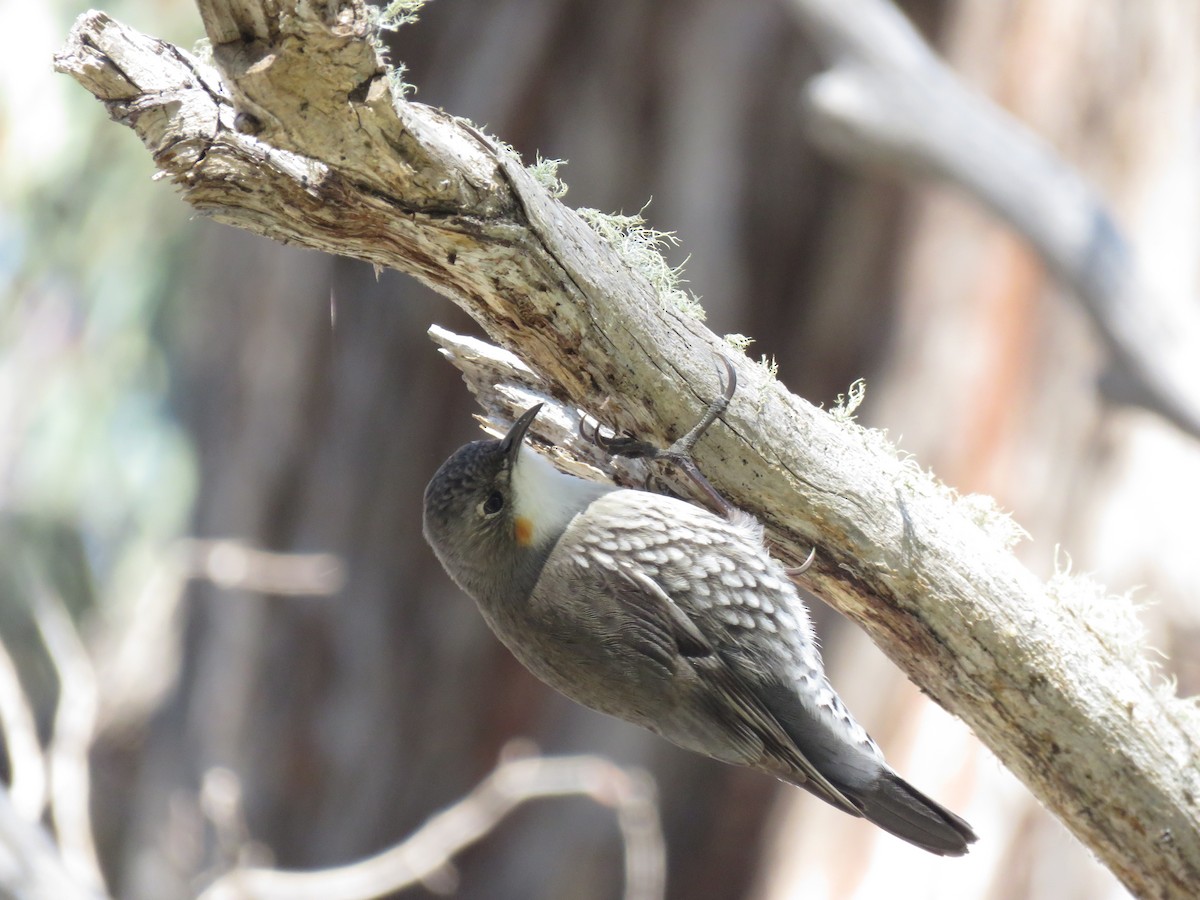 White-throated Treecreeper - Kumiko Callaway